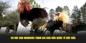 Đá gà cựa dao tại U888