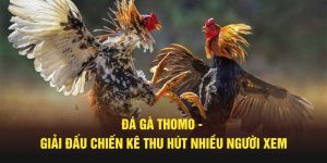 đá gà Thomo